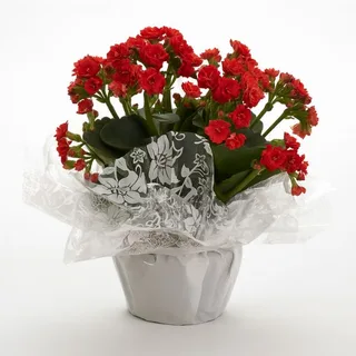 Kalanchoe Vermelha