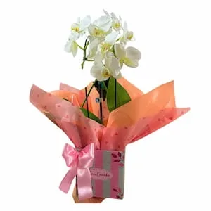 Orquídea Carinho em Vaso