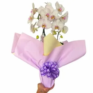 Orquídea Elegância em Cascata