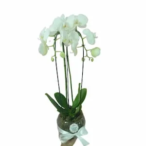 Orquídea em Cascata no Cristal