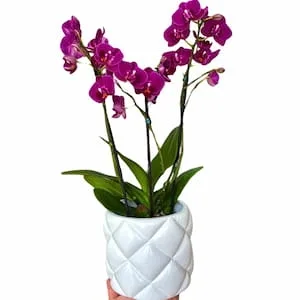 Orquídea em Cerâmica