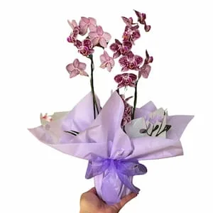 Orquídea Mágica Embalada