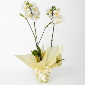 Orquídea Phalaenopsis Branca