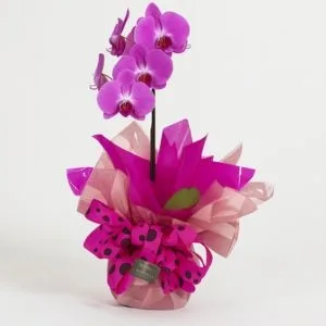 Orquídea Phalaenopsis Pink
