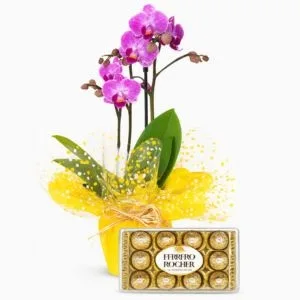 Orquídea Phalaenopsis Rosa com Chocolates Ferrero Rocher