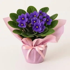 Violeta Embalada para Presente