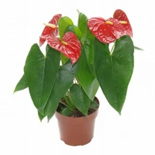 Antúrio Vermelho Plantado No Vaso