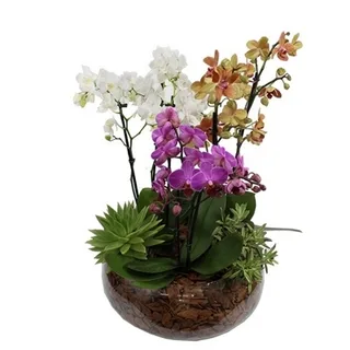Arranjo Com 3 Hastes De Mini Orquídeas E Suculentas Em Vaso