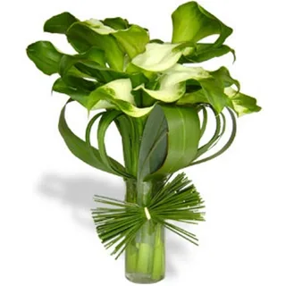 Arranjo De Callas Verde