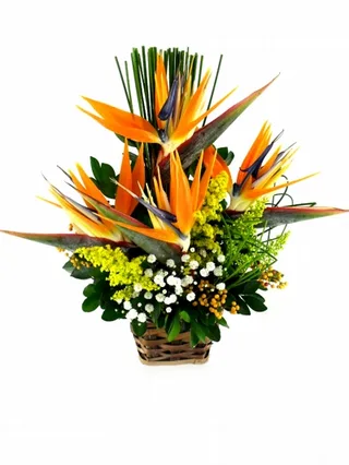 Arranjo De Estrelícias Tropical