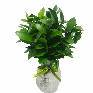 Arranjo De Ruscus