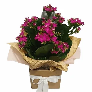 Arranjo Kalanchoe Ii