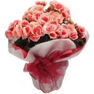 Begônia Rosa