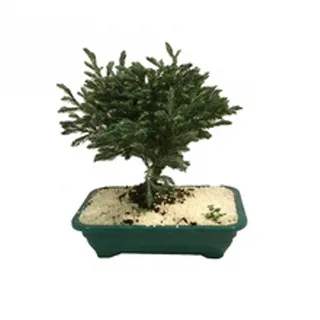 Bonsai Cedrinho