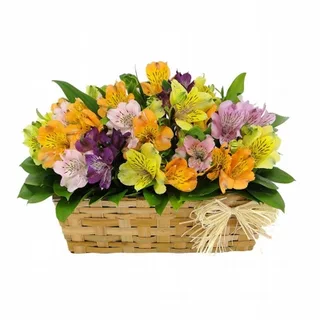 Cesta De Astromélias Coloridas Amorosa