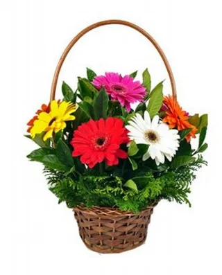 Cesta De Gérberas
