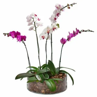 Esplendor De Orquídeas