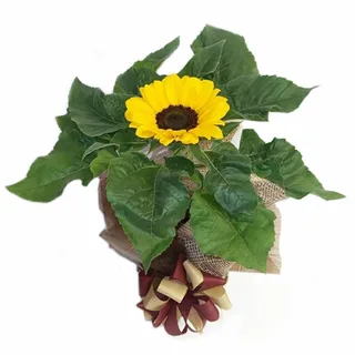 Girassol Plantado 2