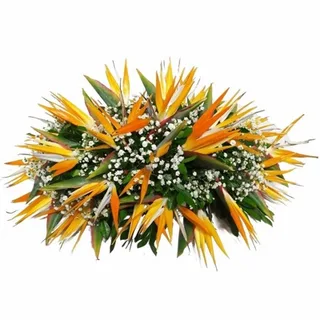 Jardineira De Strelitzia