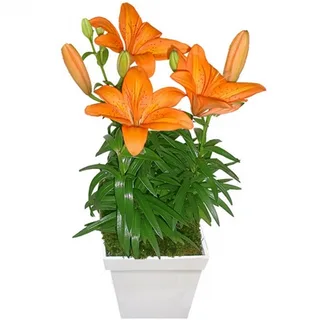Lírio Laranja Plantado