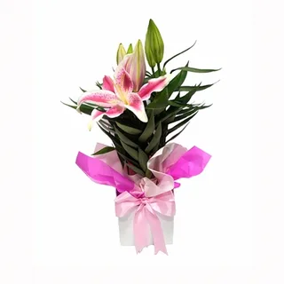 Lírio Rosa Plantado