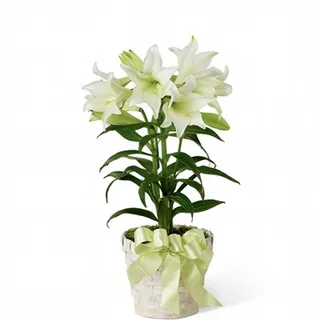 Lírios Brancos Plantados
