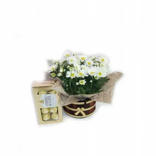 Margarida Plantada Com Ferrero