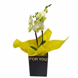 Mini Orquídea Amarela Na Caixa