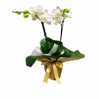 Mini Orquídea Branca 1