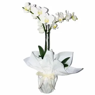 Mini Orquídea Branca Decorada
