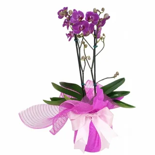 Mini Orquídea Lancelott