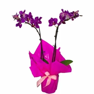 Mini Orquídea Lilás Decorada