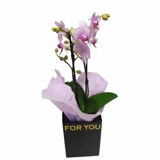 Mini Orquídea Mesclada Na Caixa