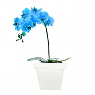 Orquídea Blue