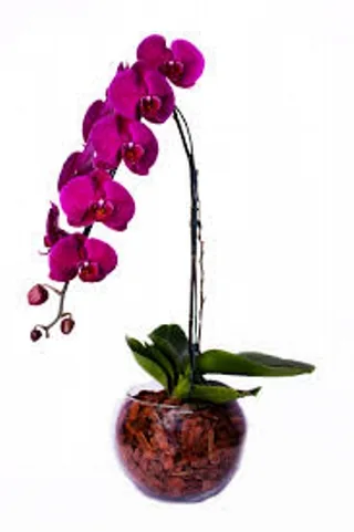 Orquídea Cascata Pink No Vaso De Vidro 3
