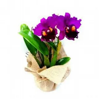 Orquídea Cattleya