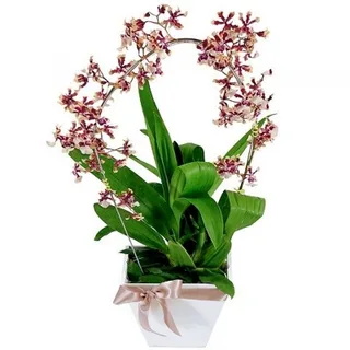 Orquídea Chocolate