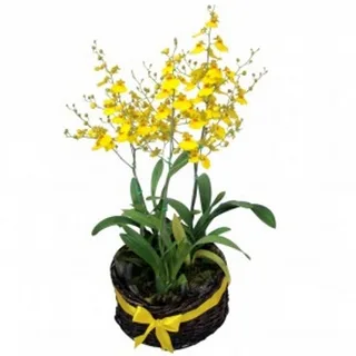 Orquídea Chuva De Ouro