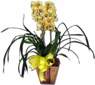 Orquídea Cymbidium
