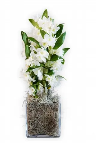 Orquídea Dendrobium Branca No Vaso