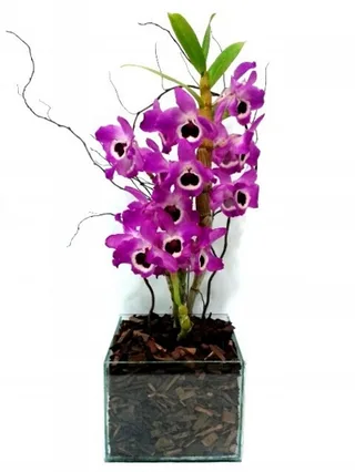 Orquídea Dendrobium No Vaso.