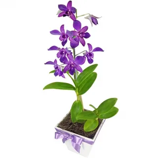 Orquídea Denphal
