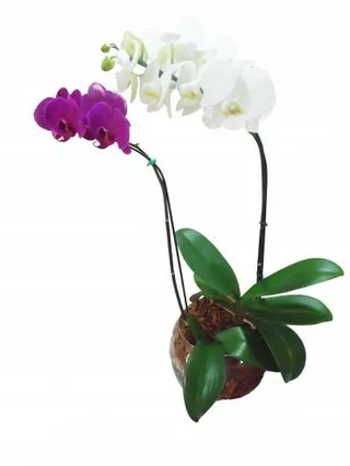 Orquídea Dupla Phalaenopsis