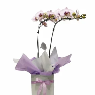 Orquídea Mesclada Ii