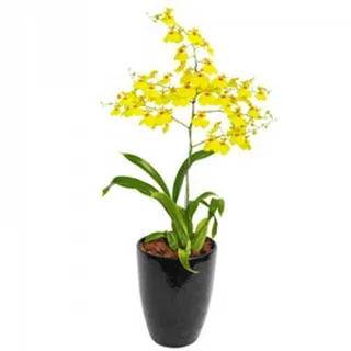 Orquídea Oncidium