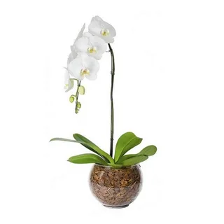 Orquídea Phalaenopsis Branca Cascata 2