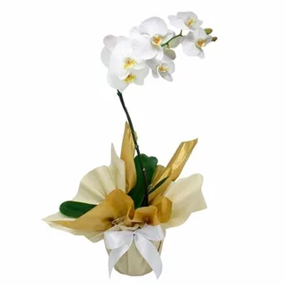 Orquídea Phalaenopsis Branca