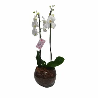 Orquídea Phalaenopsis Brancas Com Duas Hastes No Vaso De Vidro