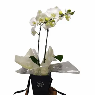 Orquídea Phalaenopsis Brancas Com Duas Hastes