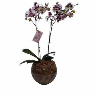 Orquídea Phalaenopsis Com Duas Haste Mesclada No Vaso De Vidro